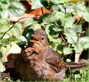 Amsel .jpg Amsel .jpg