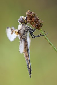 comp_Vierfleck_Dynamik.jpg comp_Vierfleck_Dynamik.jpg