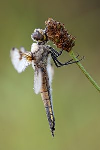 comp_Vierfleck_Tonwert.jpg comp_Vierfleck_Tonwert.jpg