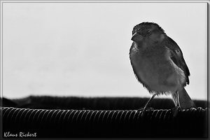 sample 5.jpg sample 5.jpg