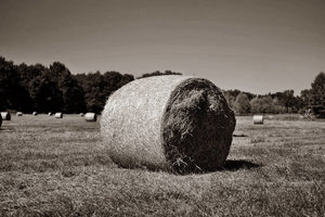 _DSC3208_1_(2).jpg _DSC3208_1_(2).jpg