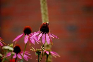 Echinacea 500 kbHans Garten Echinacea0001.jpg