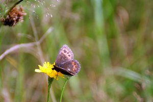 comp_Weißband-Mohrenfalter 1.jpg