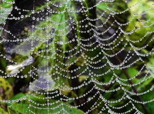 netz-mit-tropfen.jpg