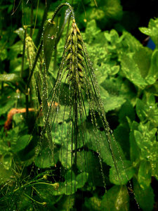 Ähre im Regen Kopie.jpg