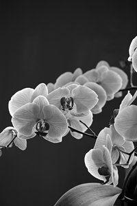 comp_DSC01552 sw.jpg