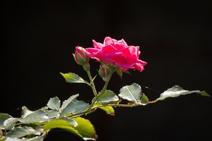 Garten-6.jpg