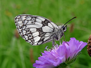 Schachbrettfalter klein.jpg