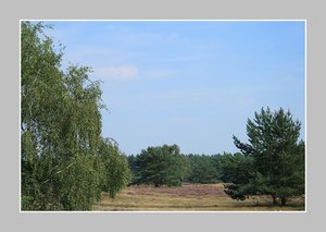 Heide blüht mit R. 500 kbHeide blüht10.jpg