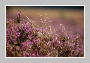 Heide blüht mit R. 500 kb fürs ForumNur Heide40001.jpg