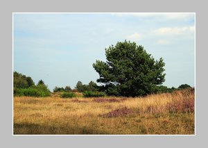 Heide blüht mit R. 500 kb fürs ForumHeide blüht 2.jpg
