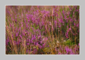 Heide blüht mit R. 500 kb fürs ForumNur Heide7 schön0001.jpg
