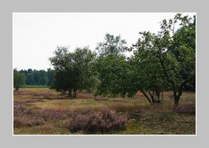 Heide blüht mit R. 500 kb fürs ForumHeide blüht 7.jpg