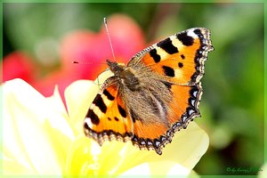 Schmetterlinge 1.jpg