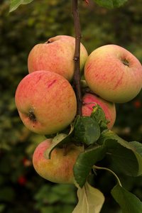 SAM_0196a.jpg SAM_0196a.jpg