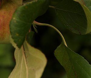 SAM_0196b.jpg SAM_0196b.jpg