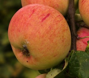 SAM_0196c.jpg SAM_0196c.jpg