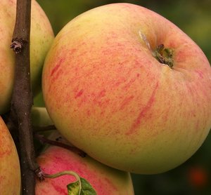 SAM_0196d.jpg SAM_0196d.jpg