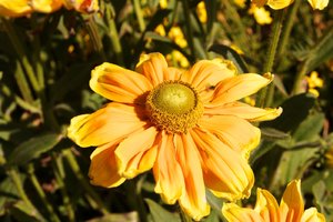 SAM_0581.jpg SAM_0581.jpg