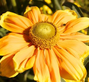 SAM_0581a.jpg SAM_0581a.jpg