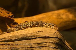 Zoo Duisburg-21.jpg