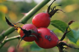 P8230204.jpg P8230204.jpg