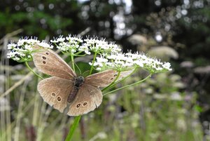 DSCN7360 Brauner Waldvogel(Schornsteinfeger) (6).JPG