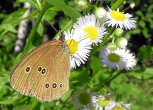 Brauner Waldvogel2.jpg