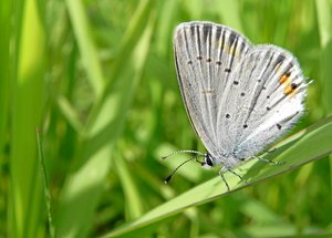 Kurzschwänziger Bläuling.jpg