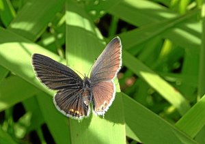 Kurzschwänziger Bläuling2.jpg