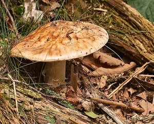 Bilderforum SDIM3893 SD15 + Sigma 105 Macro f 10 (c) PPf.jpg Bilderforum SDIM3893 SD15 + Sigma 105 Macro f 10 (c) PPf.jpg