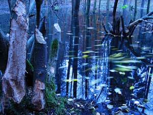 2010_11_02_Britz_Ragoese_Biber_Stausee_Blaetter_BlaueStunde_0042_800pix.jpg 2010_11_02_Britz_Ragoese_Biber_Stausee_Blaetter_BlaueStunde_0042_800pix.jpg