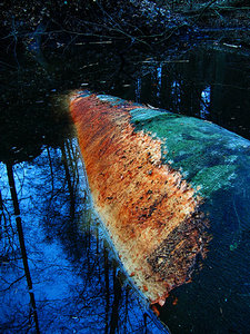 2010_11_15_Britz_Ragoese_Bahndammbiber_Wasserbuche_0005_450x600pix.jpg 2010_11_15_Britz_Ragoese_Bahndammbiber_Wasserbuche_0005_450x600pix.jpg