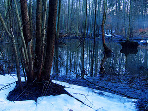 2011_01_17_Britz_Ragoese_Bahndamm_Bibersee_0023_800pix.jpg 2011_01_17_Britz_Ragoese_Bahndamm_Bibersee_0023_800pix.jpg