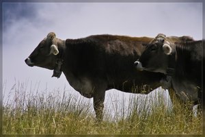 Kühe-SD10 - IMG10969.jpg