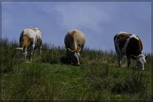 Kühe-SD10 - IMG10972.jpg