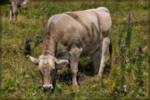 Kühe-SD10 - IMG10935.jpg