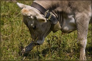 Kühe-SD10 - IMG10937.jpg