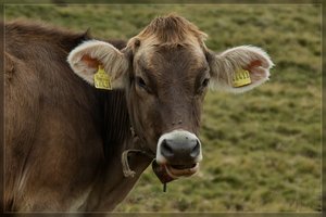 Kühe-SD15 - SDIM6302.jpg