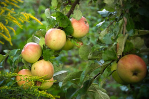 aepfel-1-2.jpg