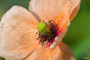 02_SDIM4221_120mm_CZJ Corp.jpg