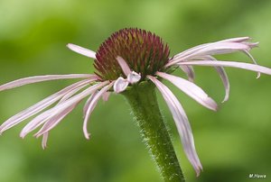 03_SDIM4239_120mm_CZJ Corp.jpg