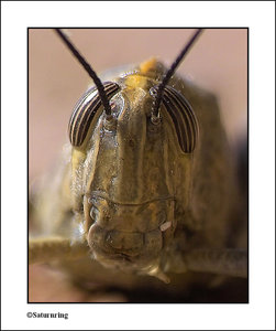 heuschrecke.jpg heuschrecke.jpg