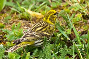 Pleidelsheim Volgelschutzgebiet-2.jpg