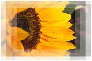 Sonnenblume-3.jpg