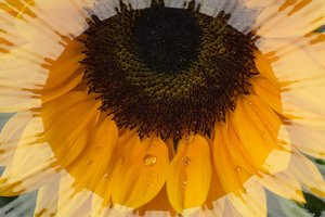 Sonnenblume-8.jpg
