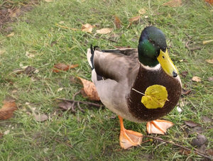 ente-mit-blatt-2-1200.jpg ente-mit-blatt-2-1200.jpg