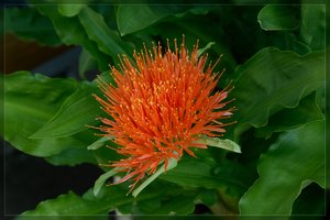 Blume-SD15 - SDIM7789.jpg