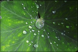 Tropfen-SD10 - IMG07415_1.jpg