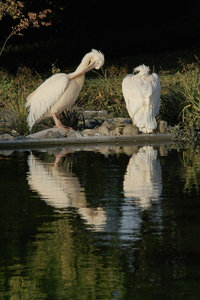 Gruga-SD14 - SDIM3018.jpg